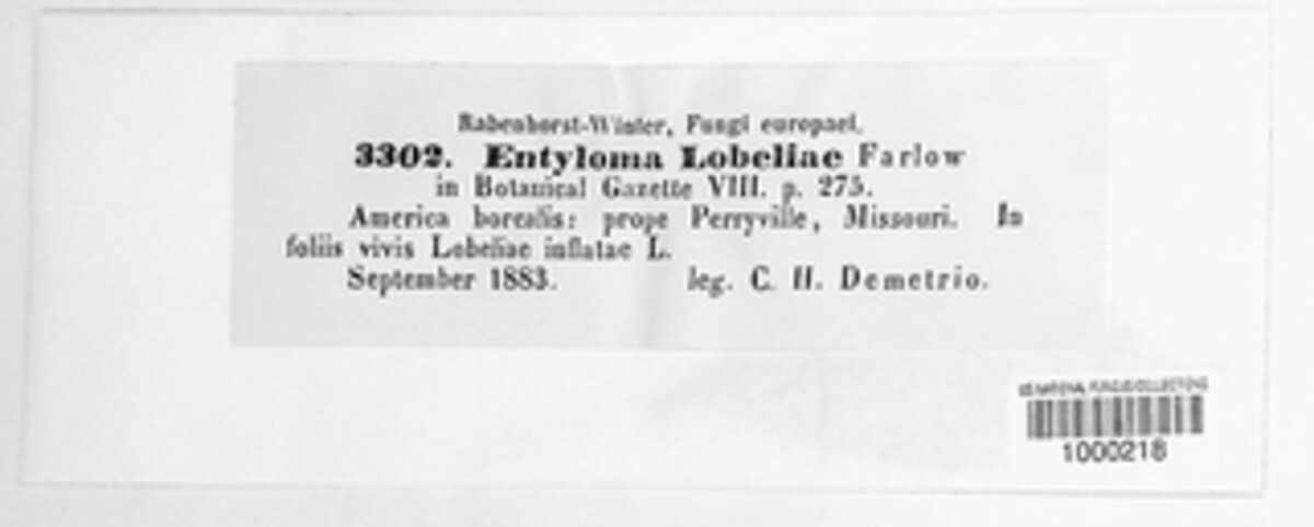 Entyloma lobeliae image